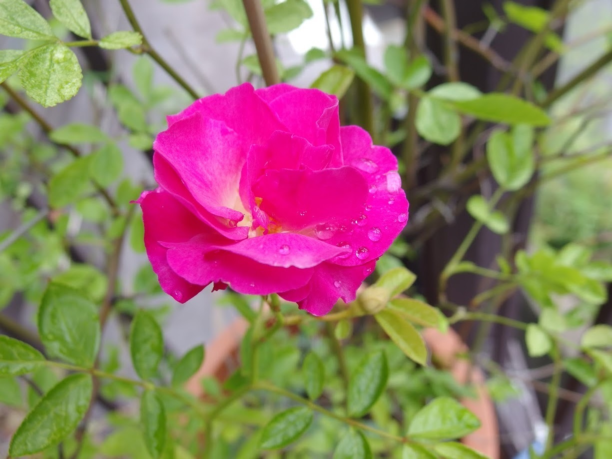 IMGP0075.JPG