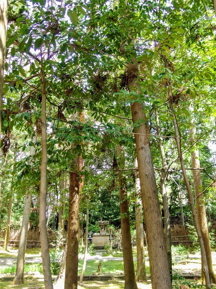 IMGP0106.JPG