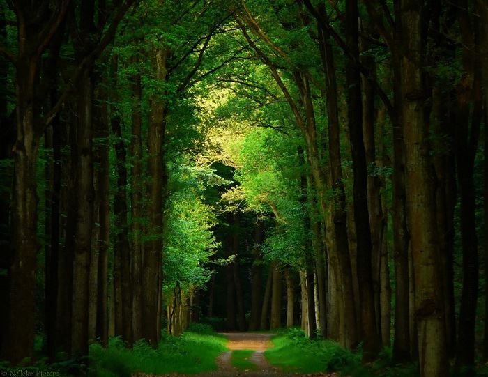 path.jpg