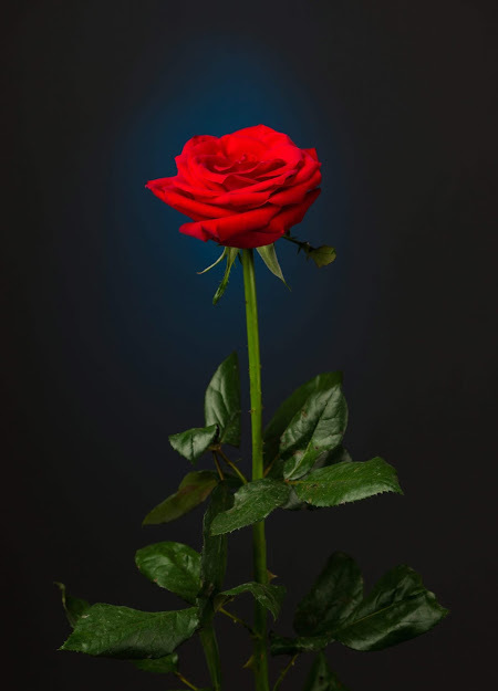 red-rose-on-black-background.jpg