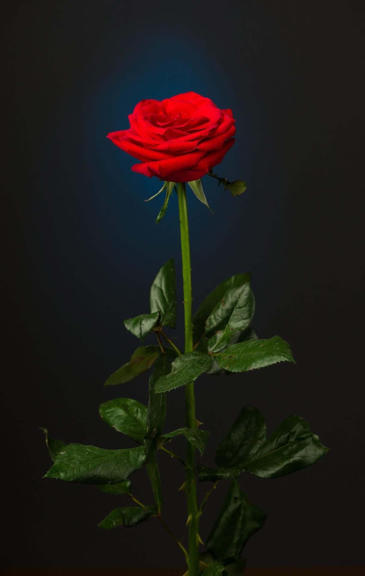 red-rose-on-black-background.jpg
